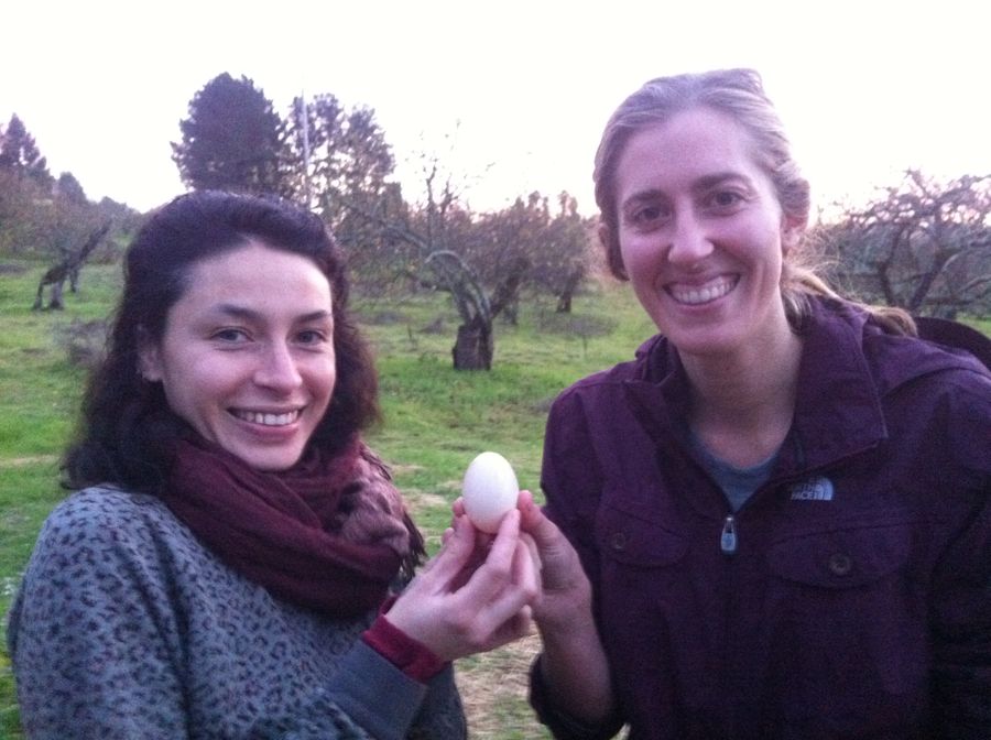 First Duck Egg!