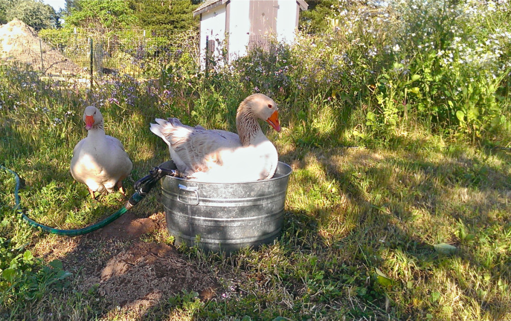 Kaisa the goose in a bucket. farm, goose, duck, flock, farm girl, permaculture