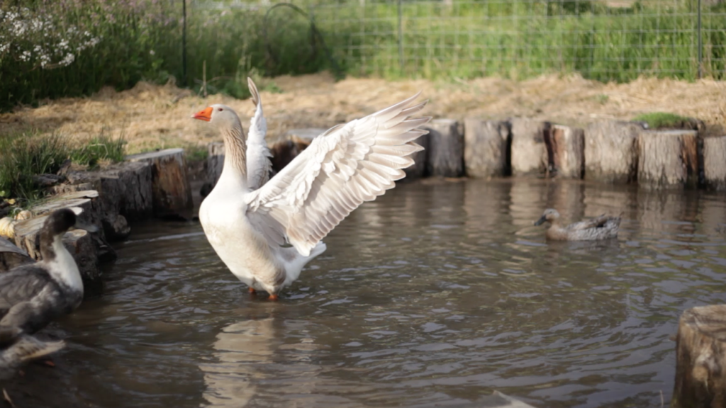 The Majestic Goose Spreads His Wings!